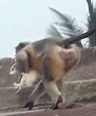 ataque de macacos a cachorros