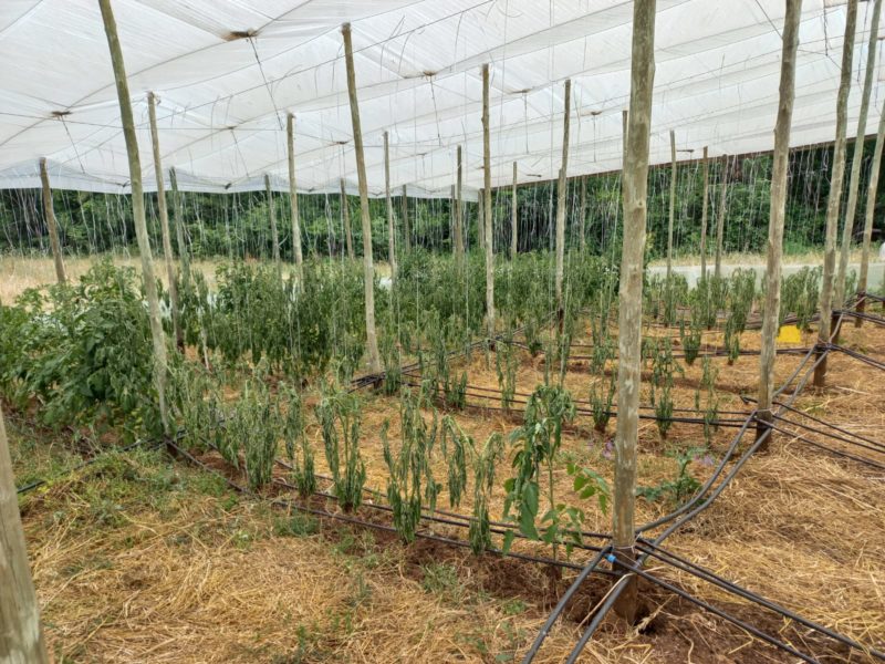 Experimentos de tomates s&atilde;o furtados na &aacute;rea de pesquisa da Epagri em Ca&ccedil;ador &mdash; Foto: Lorenzo Franchi/ND