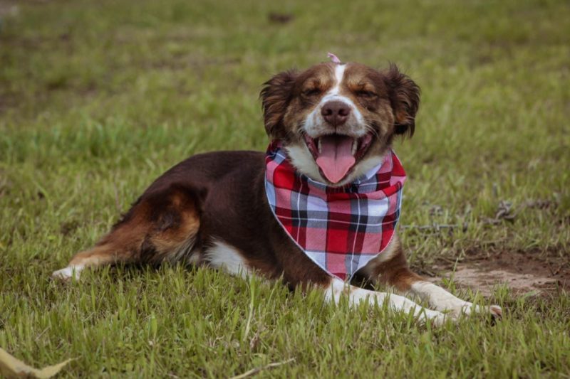 Ouriço é um dos cães que buscam um novo lar em Joinville &#8211; Foto: Prefeitura de Joinville/Divulgação