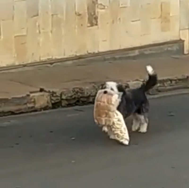 Cachorro ‘assalta’ padaria e arranca risadas de moradores em SC – Foto: Reprodu&ccedil;&atilde;o/Internet