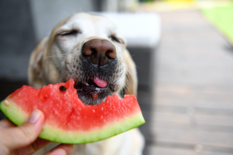 Melancia é uma opção refrescante para oferecer para o seu pet no verão – Foto: iStock/Divulgação