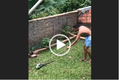 lagarto saiu correndo atras de homem após ser cutucado 