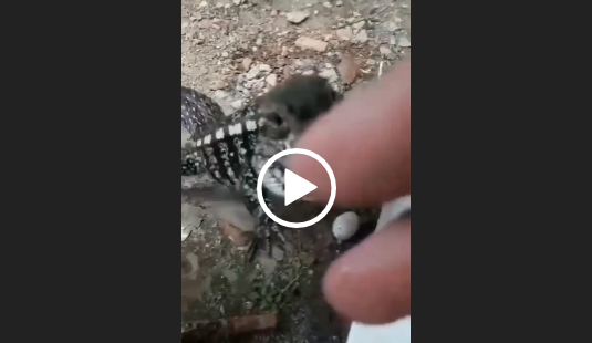 (Vídeo) Biólogo é atacado por serpente enquanto gravava vídeo em