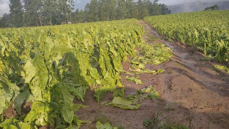 Mais de 1,6 mil agricultores foram atingidos pelas tempestades &#8211; Foto: Lucas Marian/Internet/ND