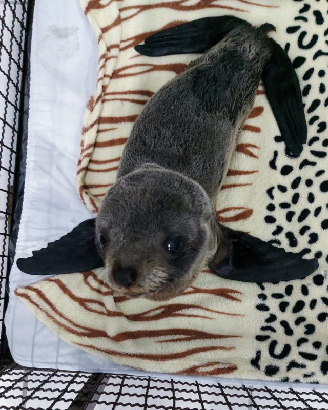 O lobo-marinho estava desnutrido quando foi resgatado – Foto: R3 Animal/Divulga&ccedil;&atilde;o/ND