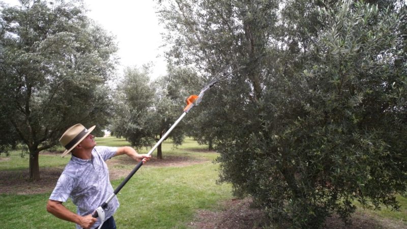Marcos Matias Roman investiu, há seis anos, na olivocultura, plantio de oliveiras, em Campo Erê – Foto: Reprodução/NDTV