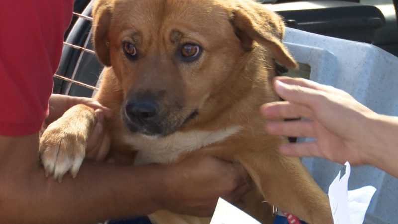 Cachorros são levados para castração por ONG