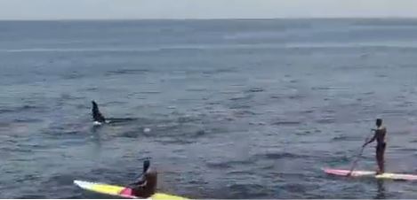 Nas imagens, os animais se movimentam pela orla da cidade carioca – Foto: Reprodu&ccedil;&atilde;o/ND