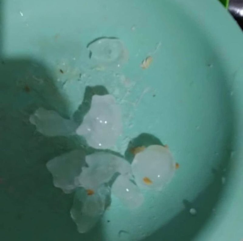 Pedras de granizo que caíram na madrugada deste domingo – Foto: Defesa Civil de Florianópolis/Divulgação/ND
