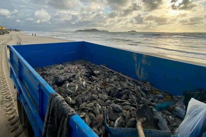 Quase uma tonelada de peixes foram encontrados mortos em Balne&aacute;rio Barra do Sul – Foto: Prefeitura BBS/Divulga&ccedil;&atilde;o