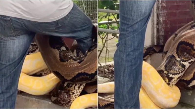 Cobras pegaram a perna do homem – Foto: Reprodu&ccedil;&atilde;o/Internet