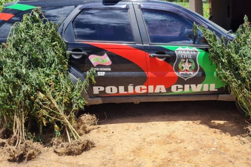 Suspeito preso é apontado pela polícia como o responsável pelo cultivo da erva &#8211; Foto: Polícia Civil/Divulgação