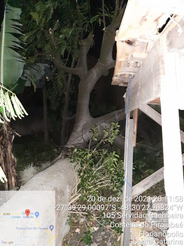 &Aacute;rvore cai pr&oacute;ximo a uma casa em Florian&otilde;polis – Foto: Defesa Civil de Florian&oacute;polis/Divulga&ccedil;&atilde;o/ND