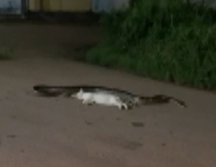 V&iacute;deo mostra gato sendo arrastado – Foto: Reprodu&ccedil;&atilde;o/ND