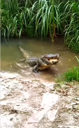 V&iacute;deo mostra momento exato do ataque de um crocodilo a uma tartaruga – Foto: Reprodu&ccedil;&atilde;o Internet