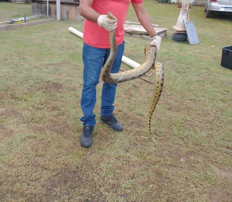 Cobra foi capturada nesta quinta-feira (30) – Foto: Reprodu&ccedil;&atilde;o/Redes sociais/ND