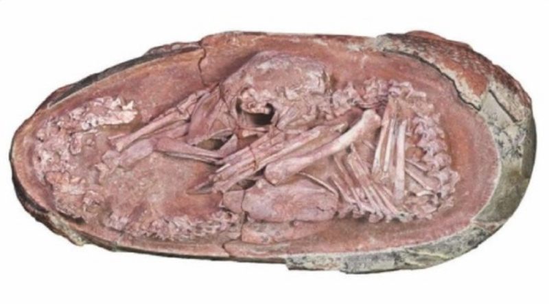 Beb&ecirc; dinossauro – Foto: Reprodu&ccedil;&atilde;o/ Twitter