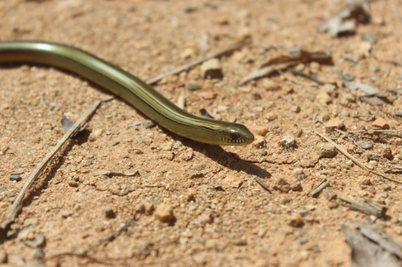 Parece cobra, mas é um lagarto - ((o))eco