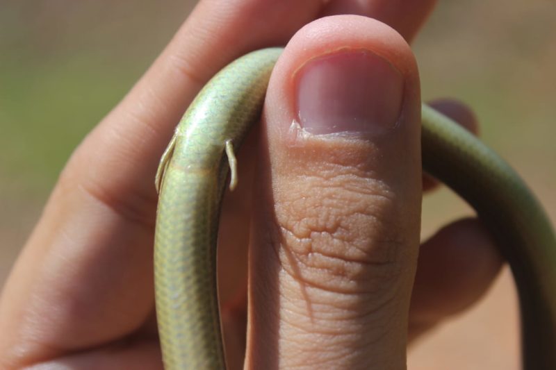 Parece cobra, mas é um lagarto - ((o))eco