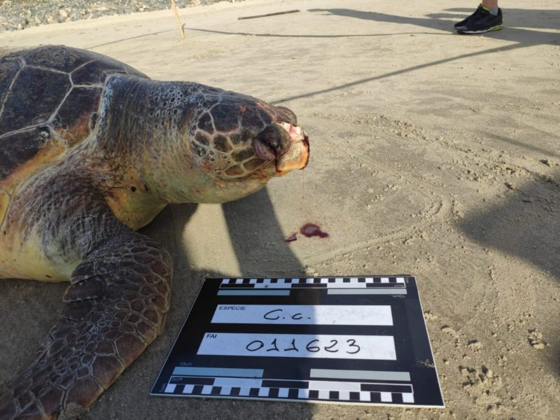 Tartaruga foi resgatada pela equipe do PMP-BS/Univille e levada para necropsia &ndash; Foto: PMP-BS/Univille/Divulga&ccedil;&atilde;o ND