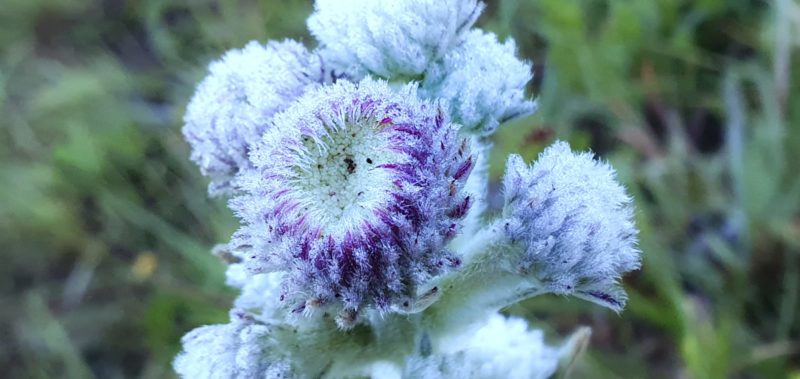 Geada na Serra catarinense nesta quinta-feira (9) – Foto: Mycchel Legnaghi/S&atilde;o Joaquim Online/Divulga&ccedil;&atilde;o/ND