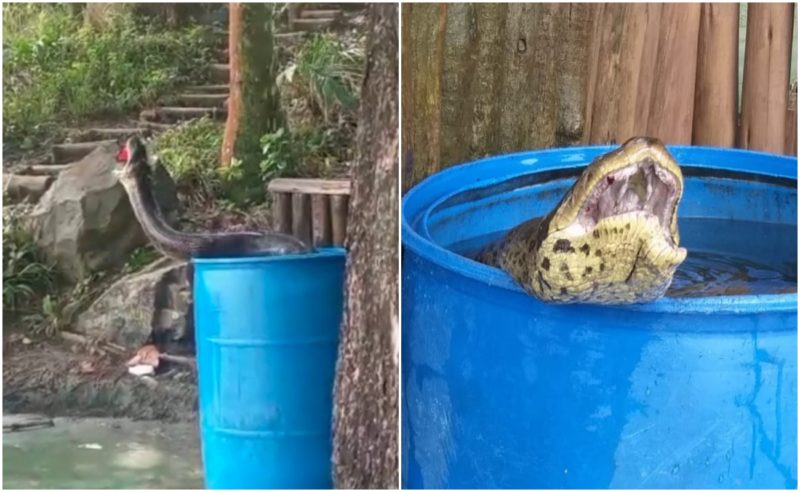 V&iacute;deos mostram sucuri capturada em praia e tamanho impressiona &mdash; Foto: Reprodu&ccedil;&atilde;o/ND