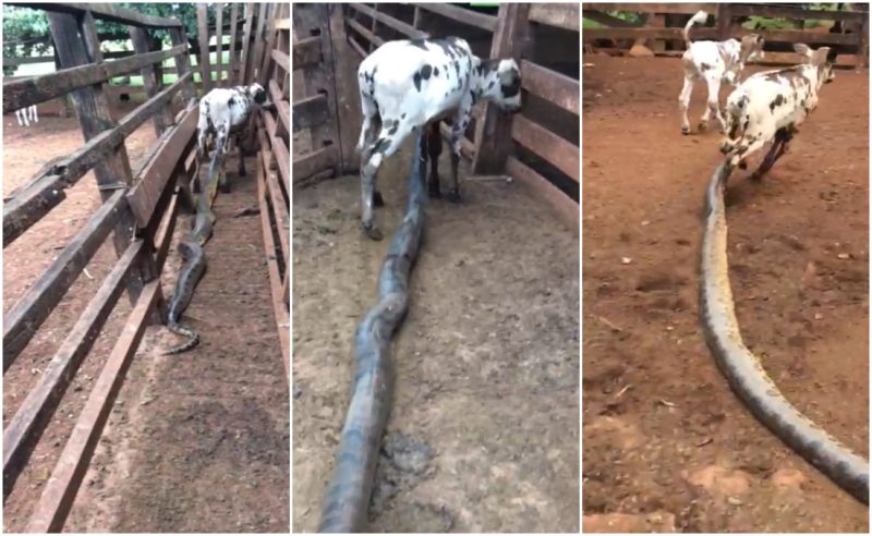 Ataque ocorreu ainda em 2020 e a imagem impressiona &mdash; Foto: Reprodu&ccedil;&atilde;o/ND