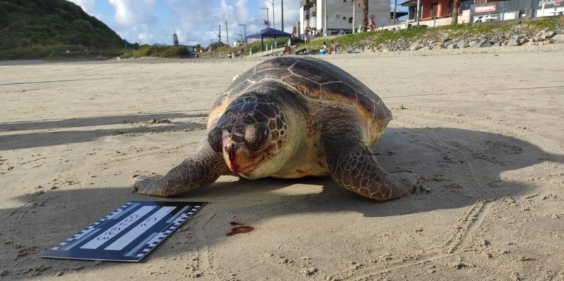 Diversos fatores podem ocasionar a morte de tartarugas, como emalhe em redes de pesca, lixo pl&aacute;stico e causas naturais tamb&eacute;m. – Foto: PMP-BS/Univille/Divulga&ccedil;&atilde;o ND