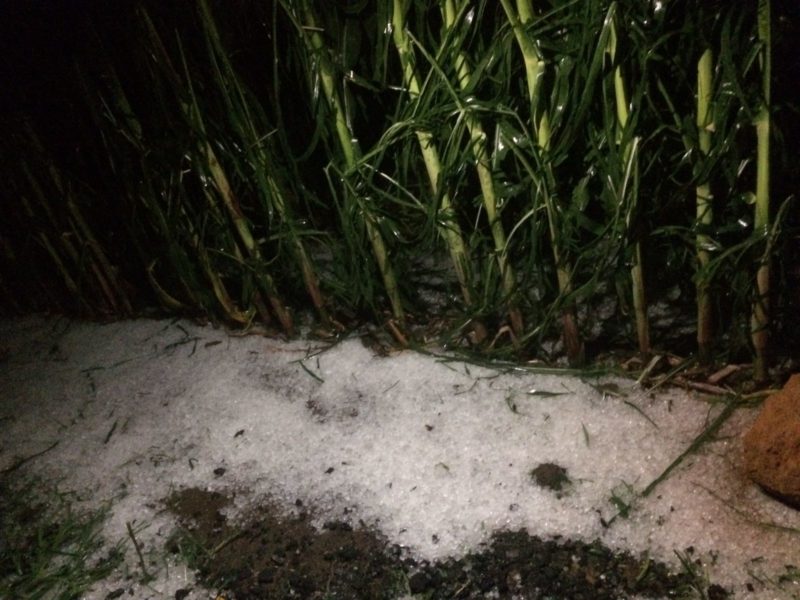 Lavouras tamb&eacute;m tiveram preju&iacute;zo em Mafra – Foto: Defesa Civil/Divulga&ccedil;&atilde;o