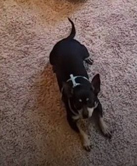 O cachorro transformou os donos em bil&iacute;ngues – Foto: Internet/Reprodu&ccedil;&atilde;o/ND