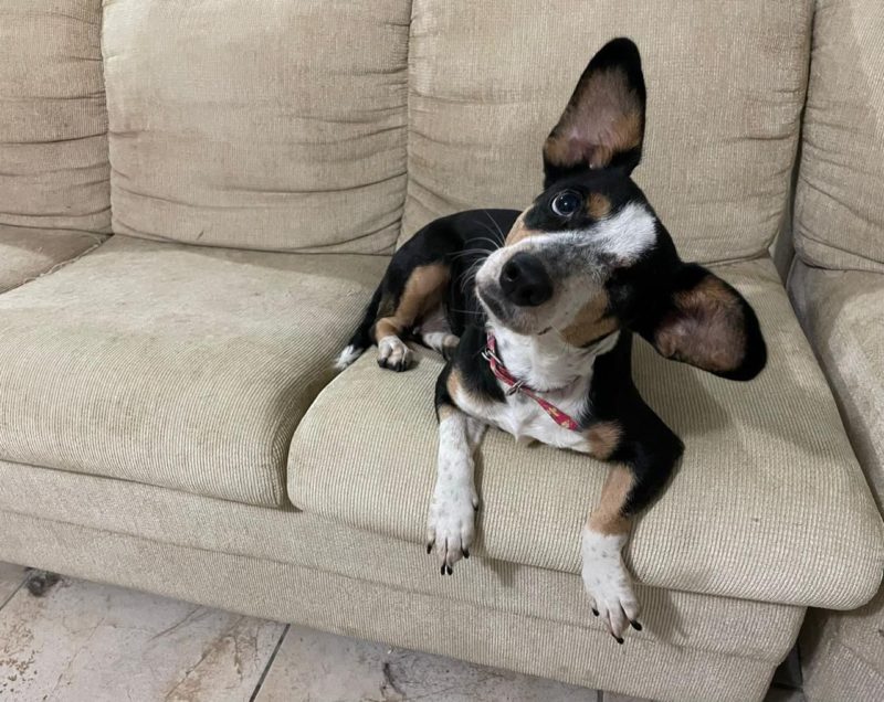 Multas podem chegar a….- Foto: Cepread/Divulga&ccedil;&atilde;o