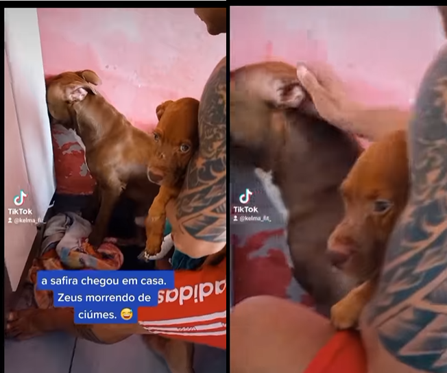 Pitbull escondeu o focinho atr&aacute;s do guarda roupa ao ver a nova moradora – Foto: Reprodu&ccedil;&atilde;o/Redes Sociais