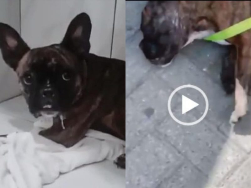 Kyra, buldogue resgatada agonizando de carro fechado, vai para ONG – Foto: Reprodu&ccedil;&atilde;o/Internet/NDTV