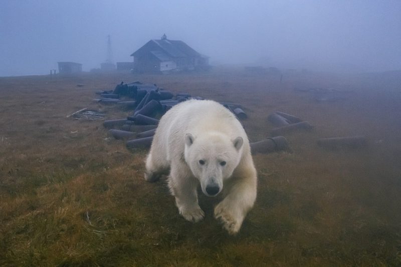 A polar bear that is not in Brazil would have been seen in the UK 