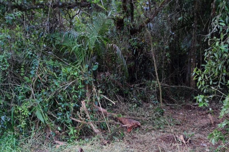 Local onde os corpos foram encontrados – Foto: Pol&iacute;cia Civil/Divulga&ccedil;&atilde;o/ND