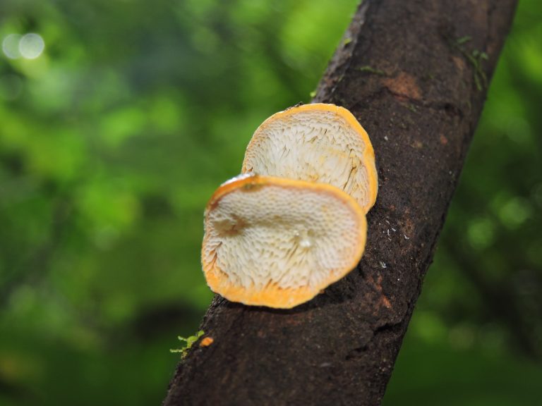 Aegis luteocontexta é uma das espécies de fungos em risco de extinção no Brasil &#8211; Foto: Divulgação/ND
