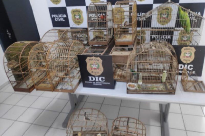 Um homem foi indiciado e &eacute; suspeito de crime ambiental – Foto: Pol&iacute;cia Civil/Divulga&ccedil;&atilde;o/ND