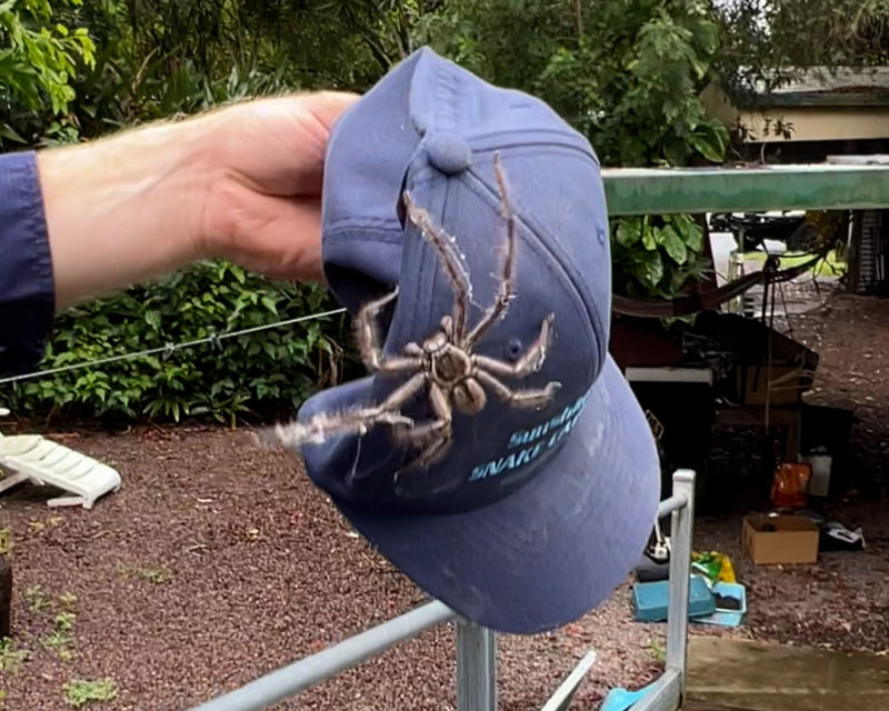 Na sequ&ecirc;ncia, os ca&ccedil;adores de cobras encontraram a aranha – Foto: Internet/Divulga&ccedil;&atilde;o/ND