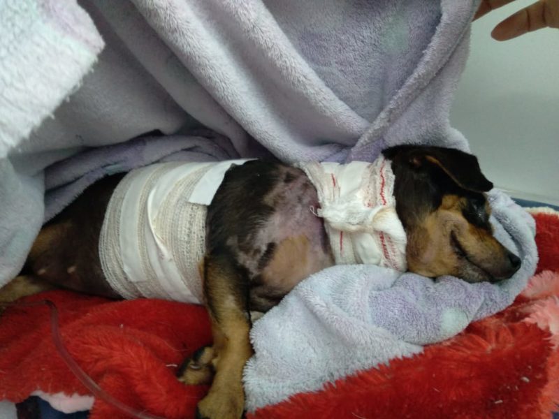 Belinha tinha 5 anos e foi brutalmente agredida pr&oacute;ximo de casa, no bairro Vila Itoupava – Foto: Arquivo Pessoal/Maico Aur&eacute;io de Jesus/ND