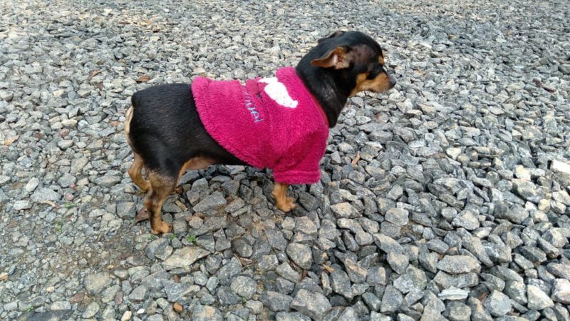 O animalzinho recebeu ao menos sete golpes de fac&atilde;o – Foto: Arquivo Pessoal/Maico Aur&eacute;io de Jesus/ND