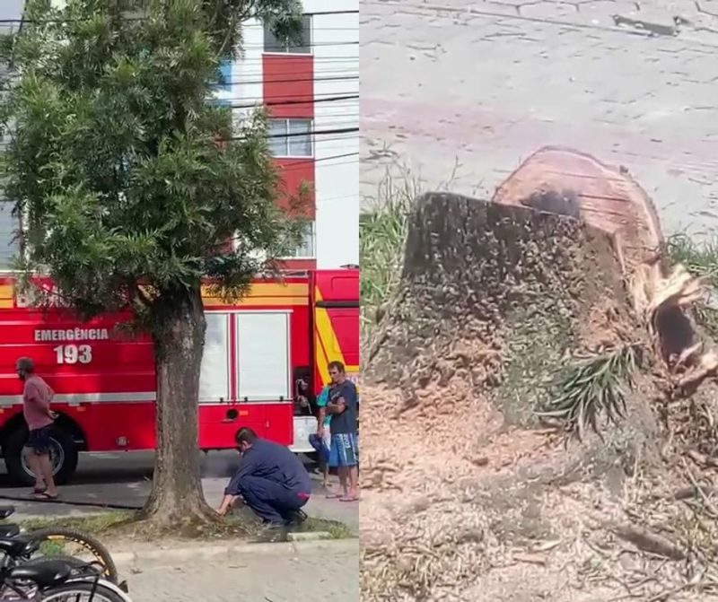 Bombeiros chegaram a cortar a árvore com medo de que as chamas subissem, mas isso não acabou com o fogo &#8211; Foto: Reprodução/ND
