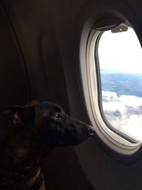 Cão de serviço, Atlas, fez sua primeira viagem de avião e o destino foi São Paulo. &#8211; Foto: Arquivo pessoal/Arthur Skyler