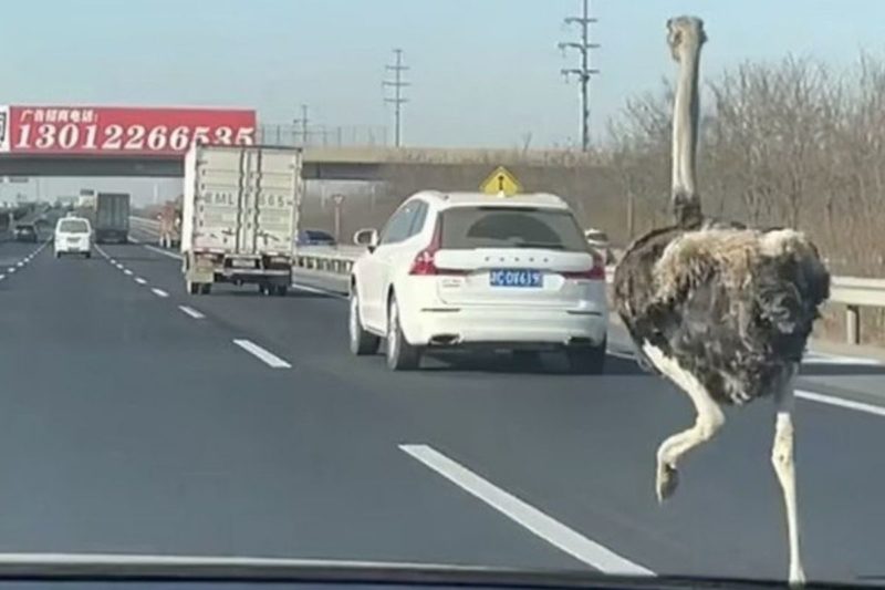 Animal desviava dos carros e caminhões na rodovia &#8211; Foto: Reprodução/People&#8217;s Daily China