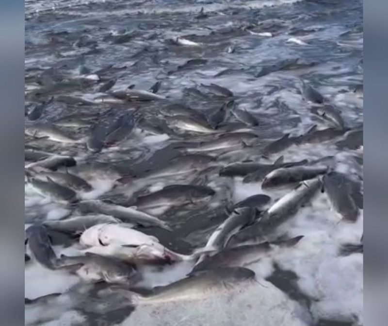 Polícia investiga pesca de 10 toneladas de bagre em Balneário Camboriú – Foto: Reprodução/Internet