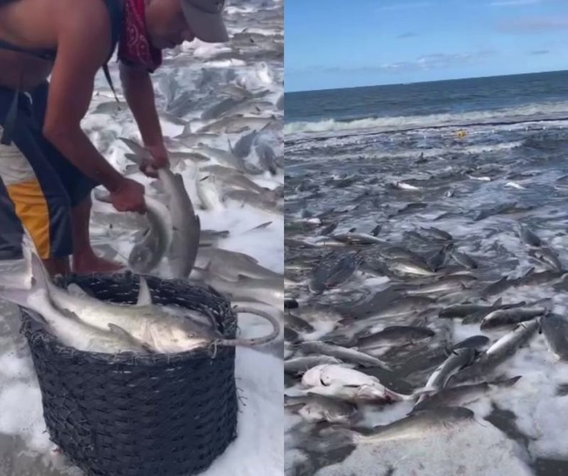 Cena chamou aten&ccedil;&atilde;o de quem estava na praia – Foto: Adriano Gatto/Reprodu&ccedil;&atilde;o/Internet/ND