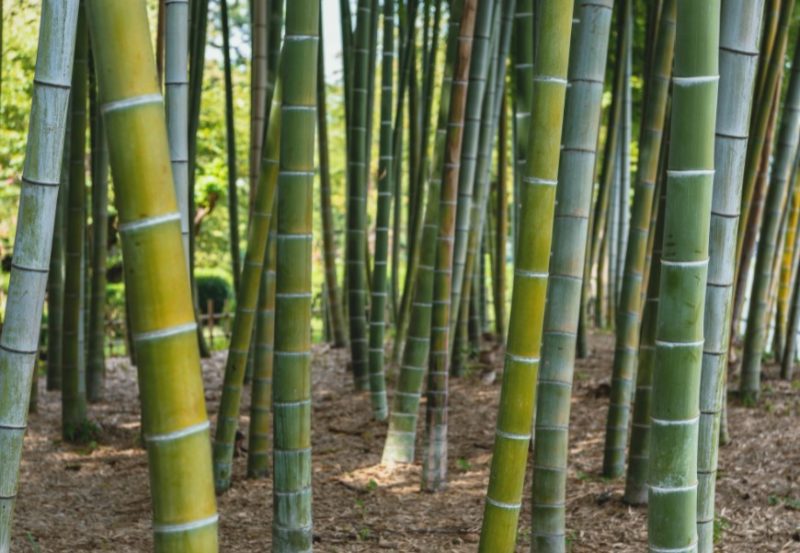 Adolescente morreu após ser picado por cobra 