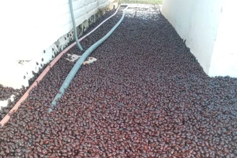 Moradores da regi&atilde;o compartilharam imagens da invas&atilde;o nas redes sociais – Foto: Reprodu&ccedil;&atilde;o/Twitter