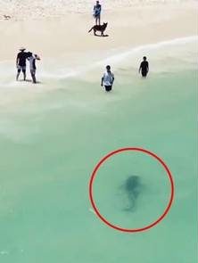 O tubar&atilde;o nadou at&eacute; a costa &nbsp;– Foto: Internet/Reprodu&ccedil;&atilde;o/ND