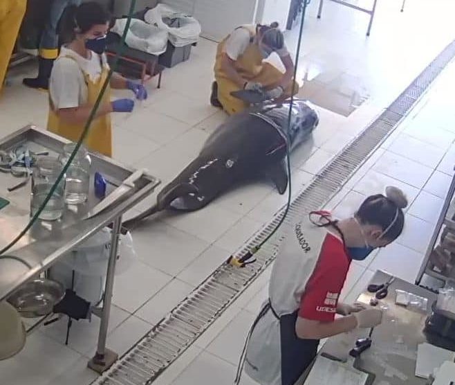 Causa exata da morte do boto ainda &eacute; desconhecida – Foto: Divulga&ccedil;&atilde;o/PMB-BS/ND