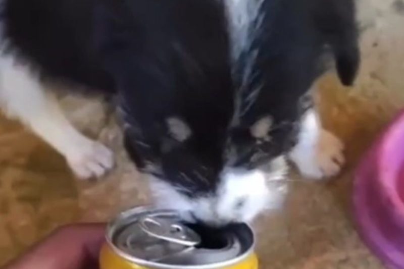 V&iacute;deo foi divulgado no Instagram e Pol&iacute;cia Civil recebeu den&uacute;ncia – Foto: Reprodu&ccedil;&atilde;o/Internet